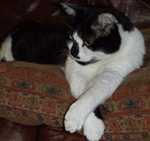Cat Buster Bear
