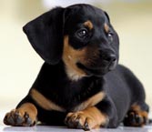 Doberman Puppy Doberman puppy