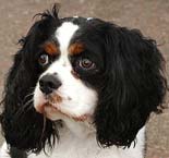 King Charles Cavalier Puppy King Charles Cavalier Spaniel