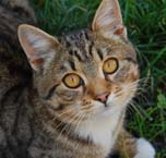 Tabby Cat Tabby cat